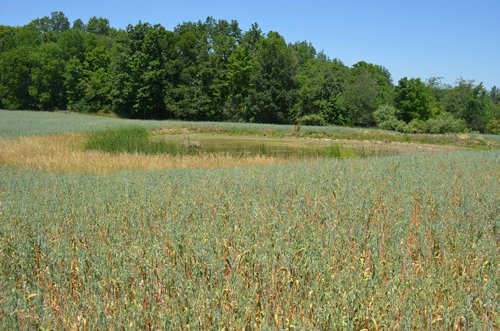 Property photo 104 - 21 Acre Modern Country Estate